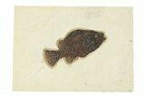 Fossil Fish (Cockerellites) - Wyoming #292355-1